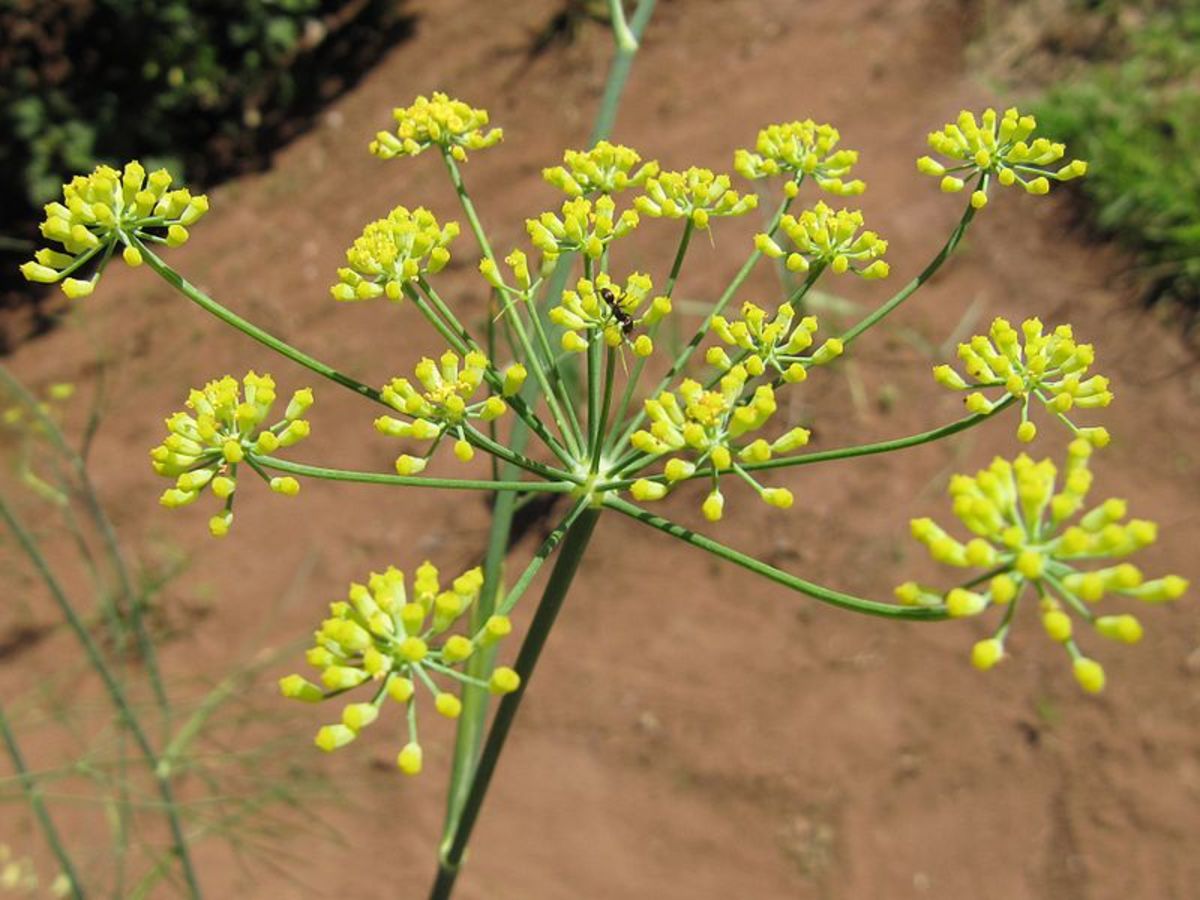 benefits-of-fennel-and-fennel-seeds