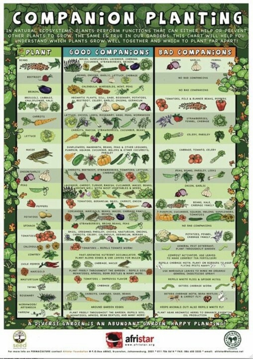 Vegetables That Grow Well Together HubPages
