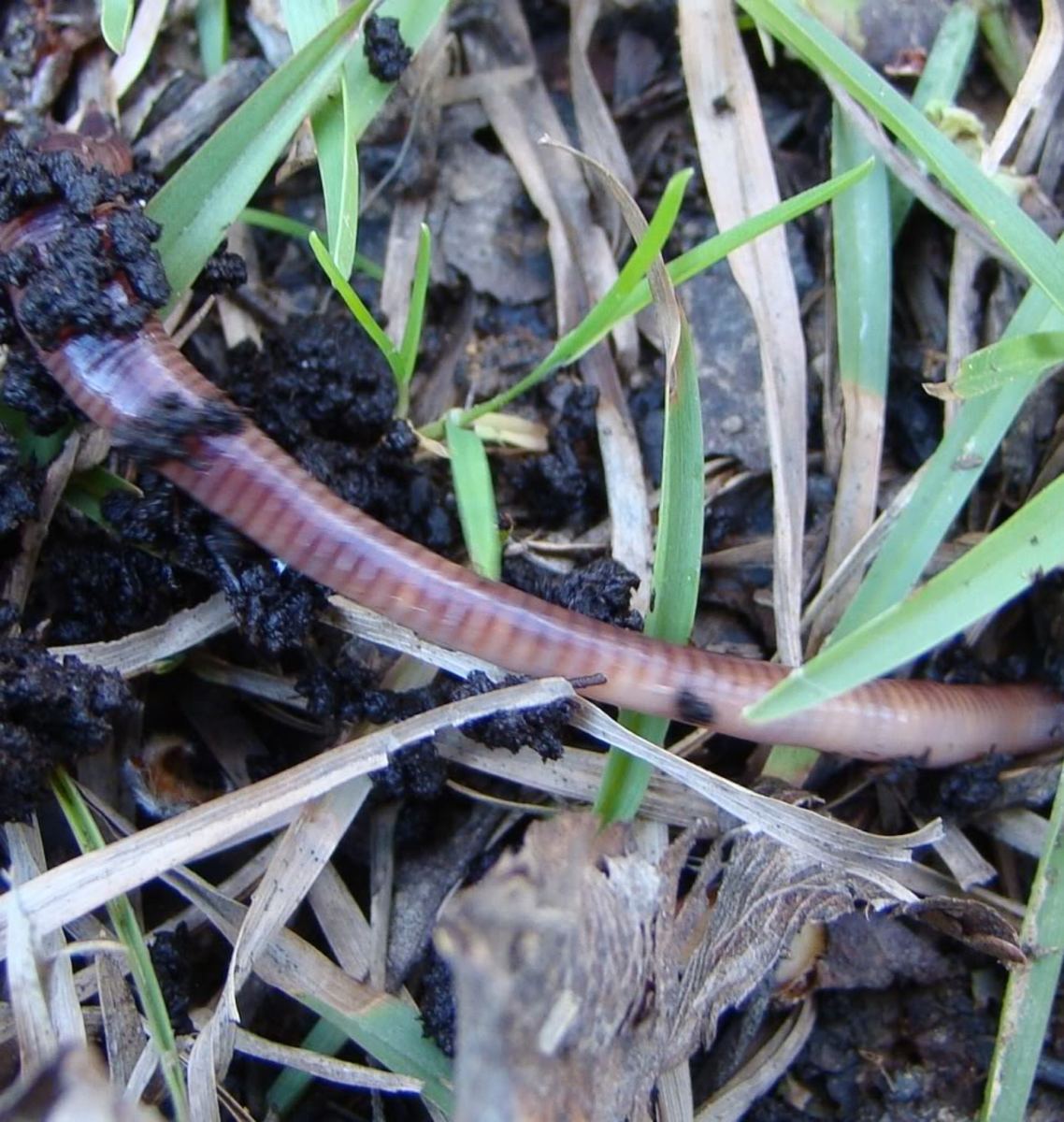 earthworms-leeches-annelids