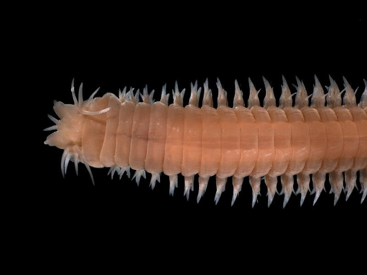 Nereis - A segmented worm in the Annelid Phylum.