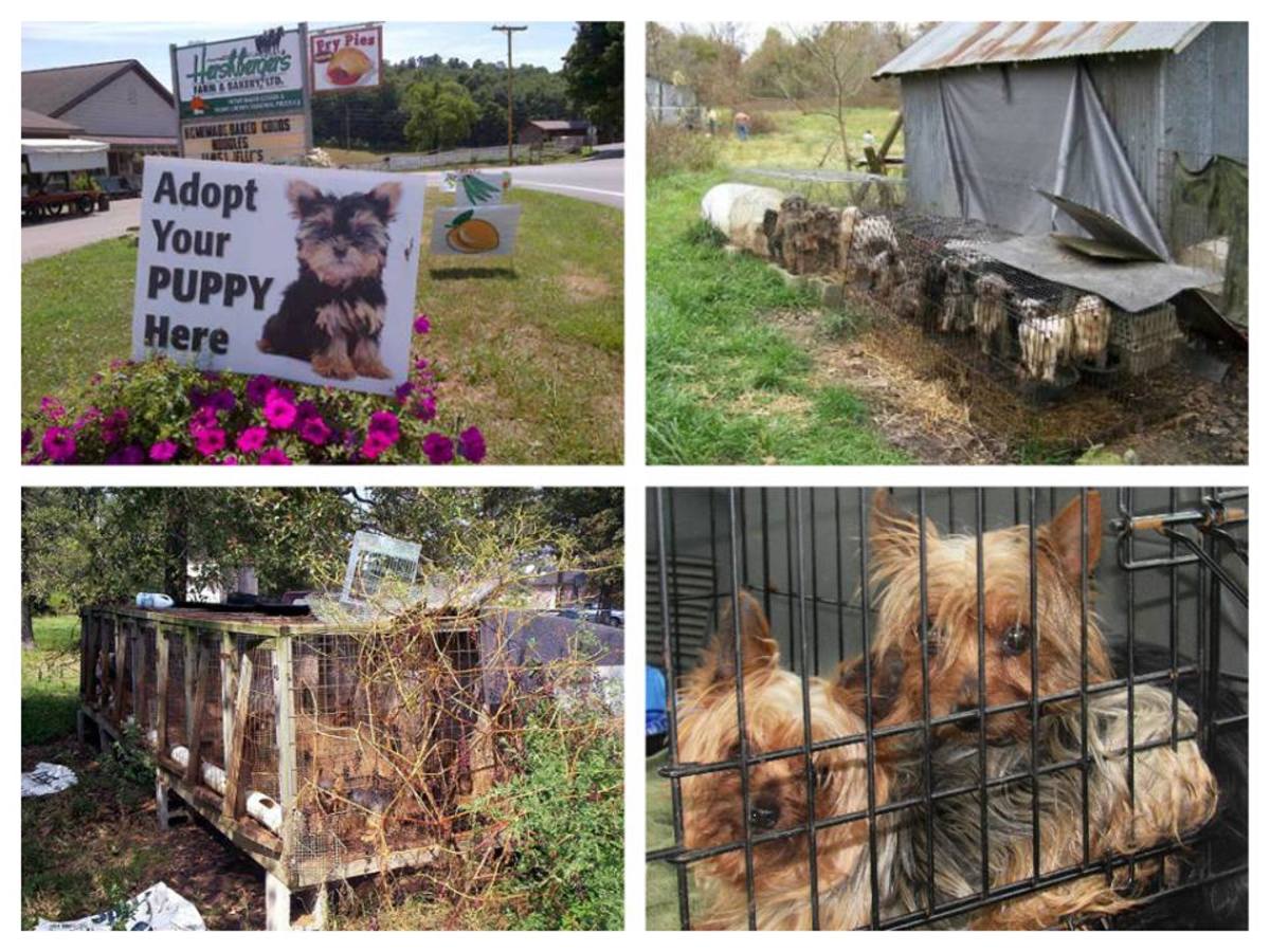 Puppy Mill Dogs, Do You Own One? Take DNA Test Get Full Refund And