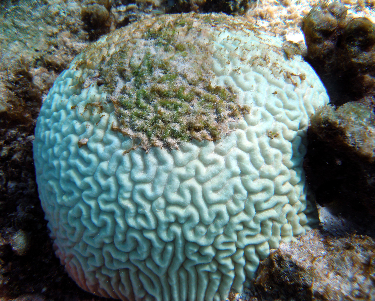 A bleached brain coral