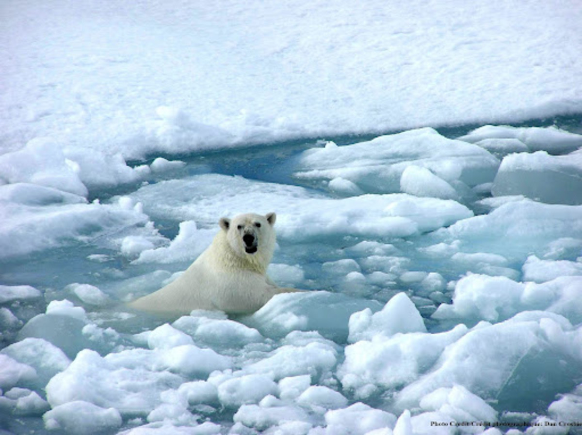 Polar bears are swimming more and further  to find food because of the shrinking polar region.
