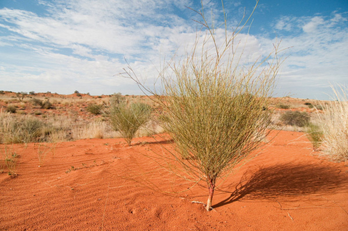 The Kalahari Desert