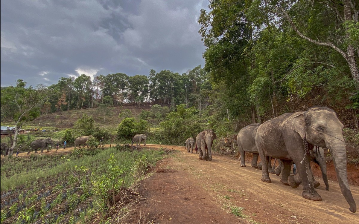 A herd of elephants walks along a dirt road last week during a nearly 100-mile journey from Mae Wang to Ban Huay in northern Thailand.
