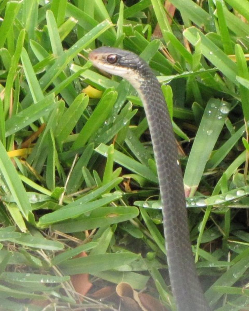 black racer snake in Florida