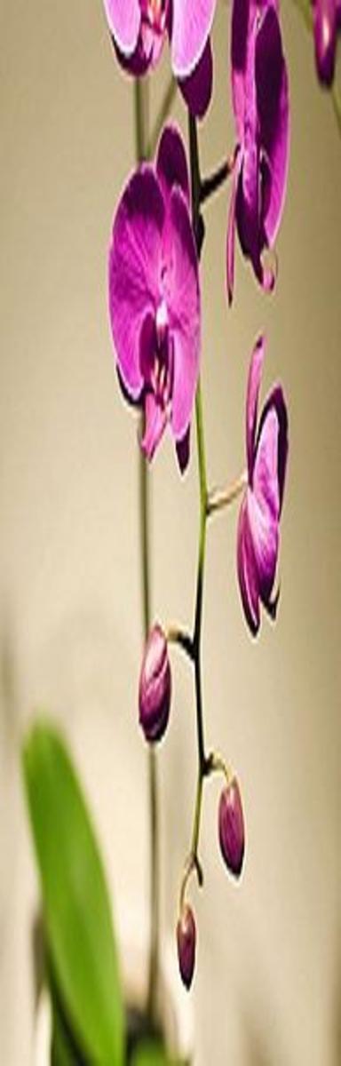 Kiku: The way of haiku, as spring brings the beauty of a solitary orchid, in a world exploding into color. Thank you for reading this collection of haiku verse by Pearldiver.