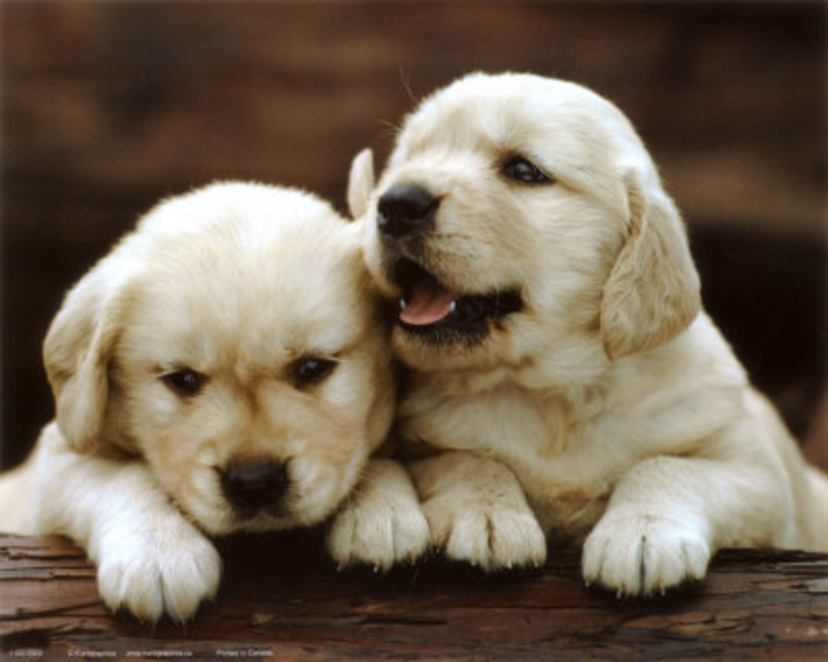 two puppy dogs - the furry side of happiness in puppihood
