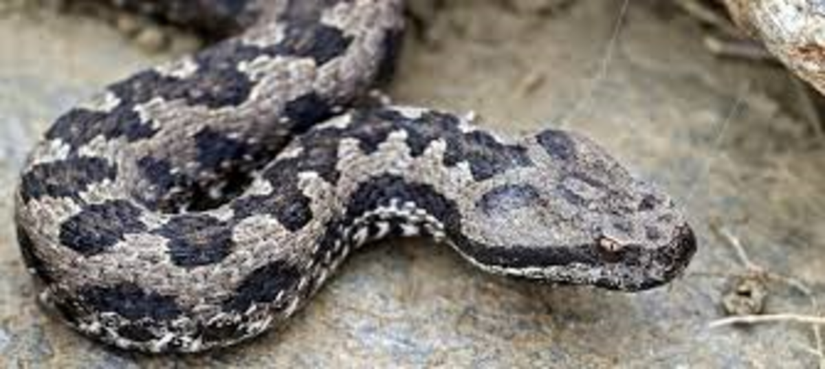 Portugal Venomous Snakes and Poisonous Spiders