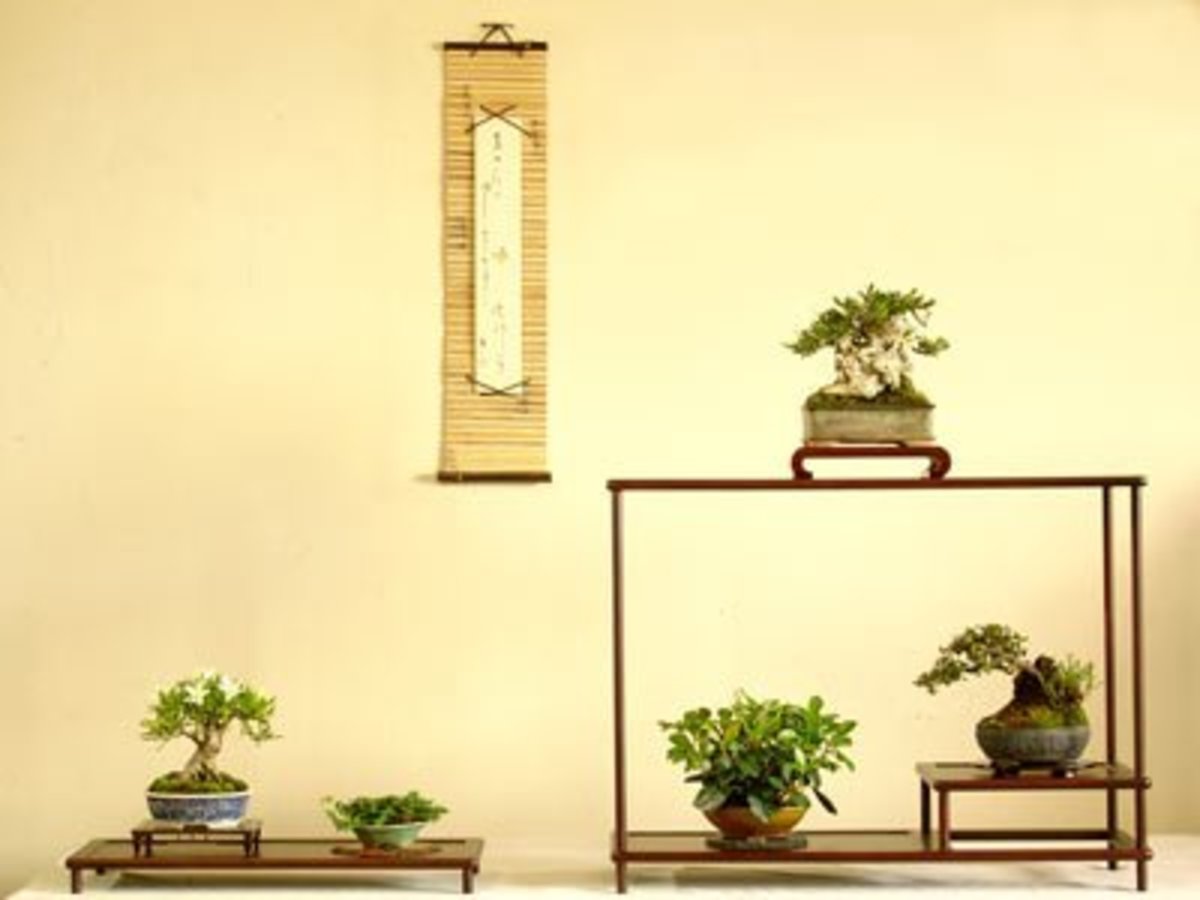 bonsai-trees-for-beginners