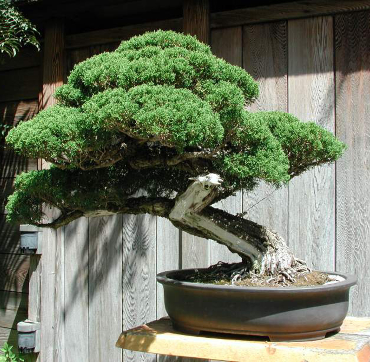 bonsai-trees-for-beginners