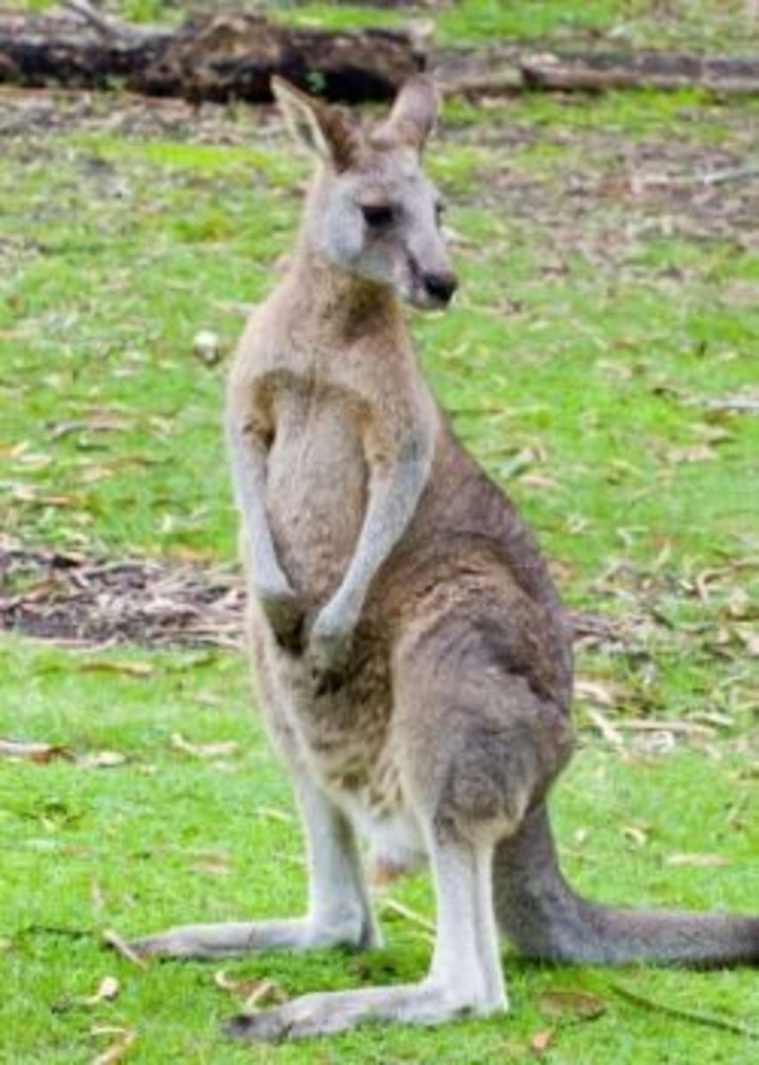 Grey kangaroo