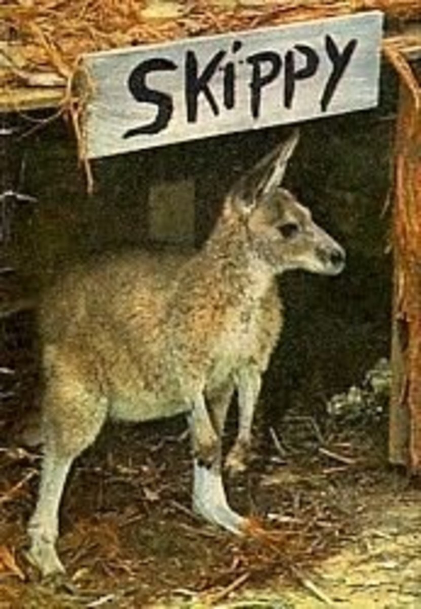skippy-the-bush-kangaroo-1