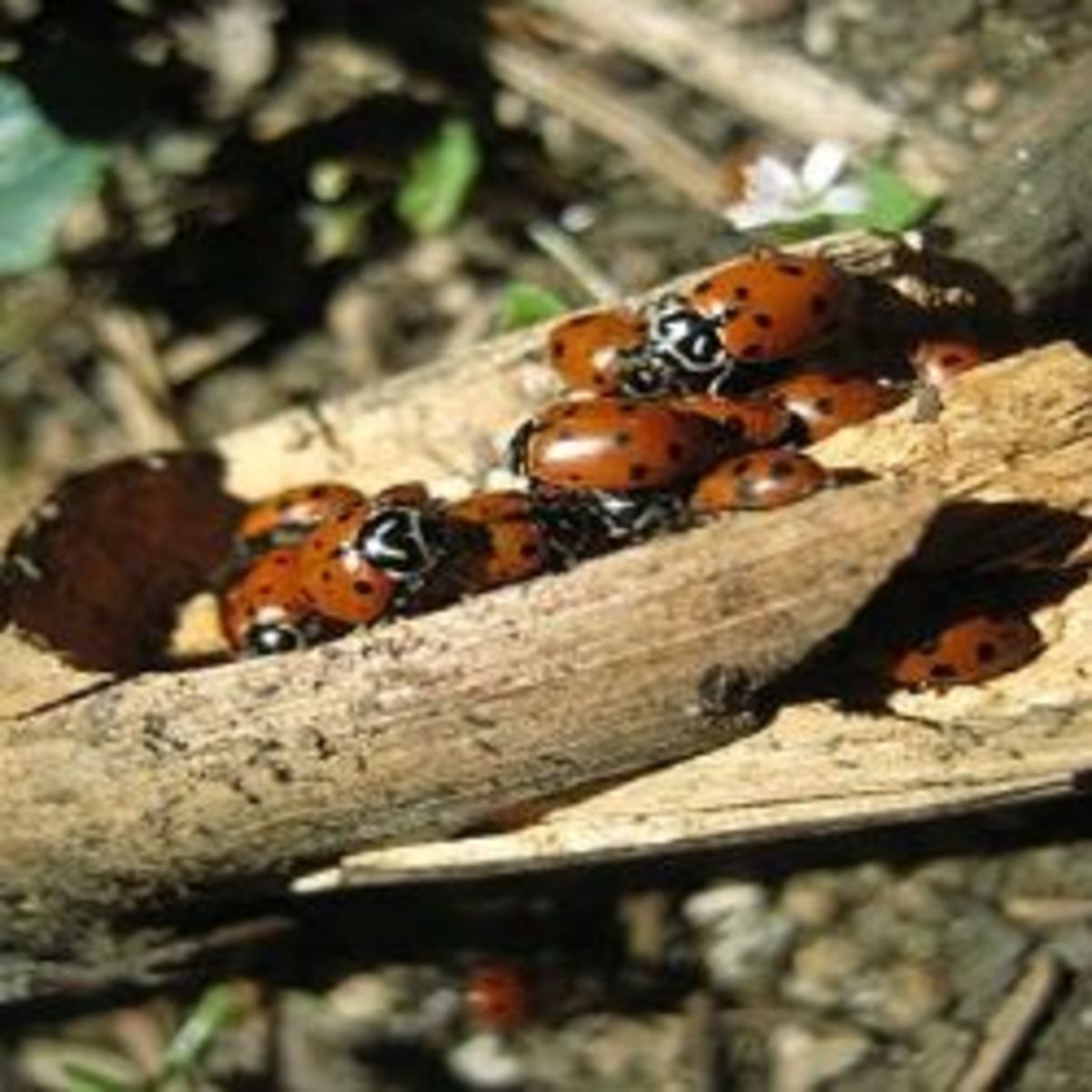 Backyard Fun: How to Build a Ladybug Habitat