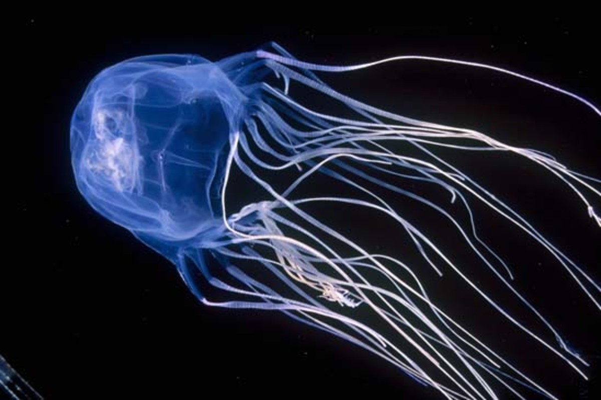 10 Different Types of Jellyfish