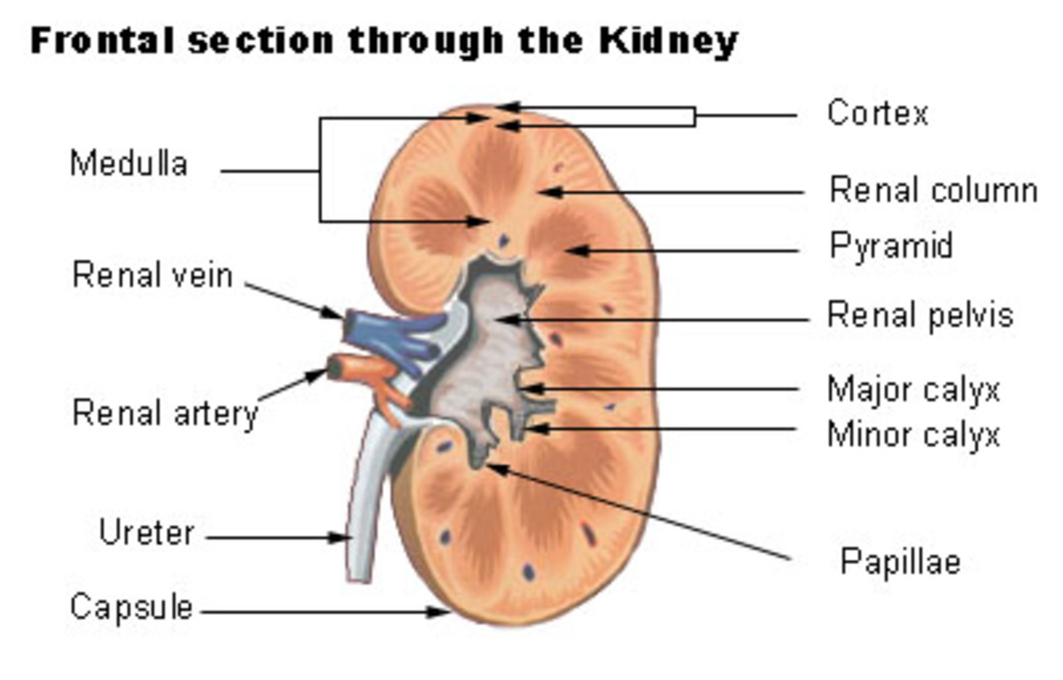 i-have-a-kidney-stone