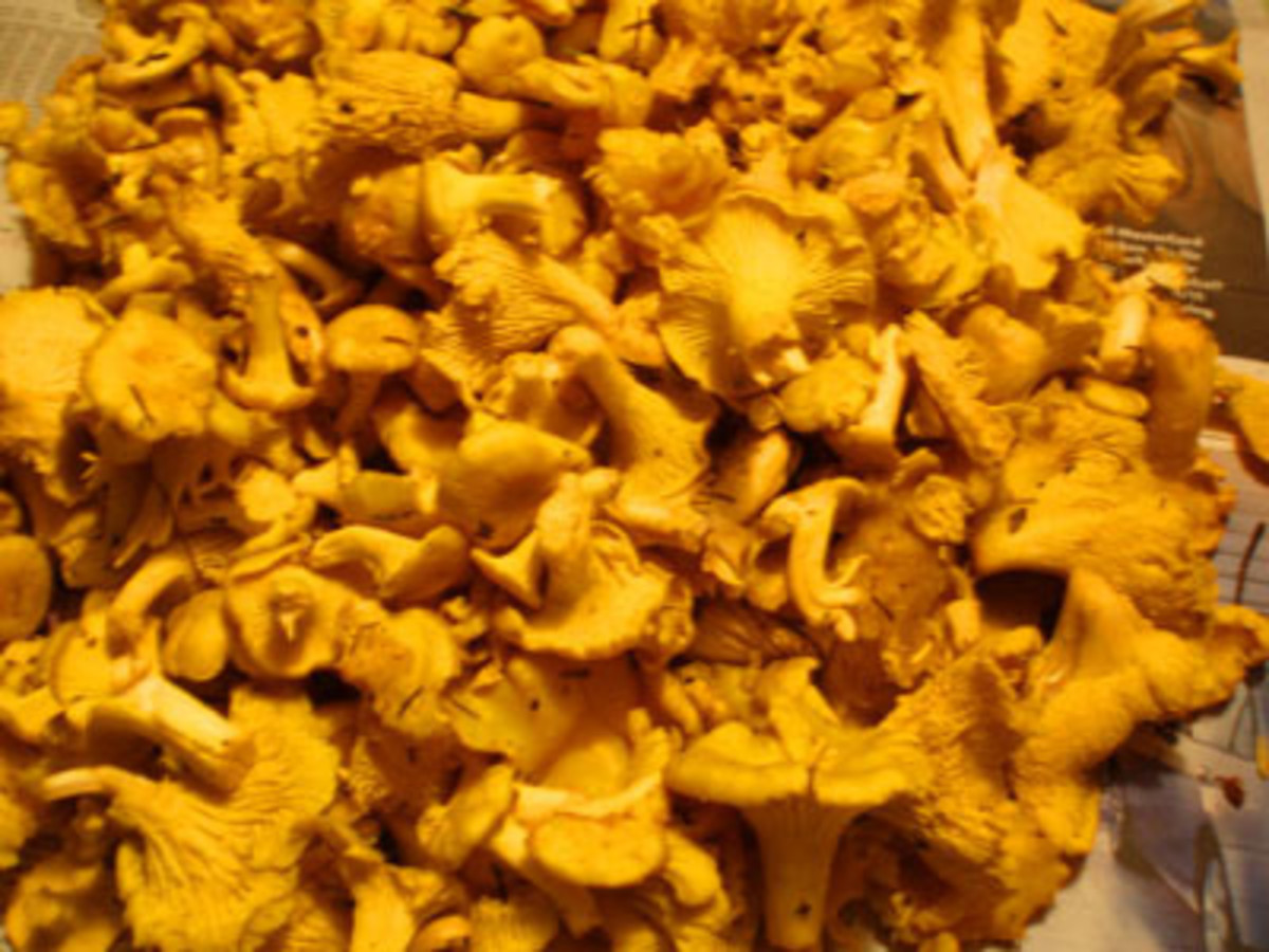 Happiness is to find the yellow treasure- chanterelles! 