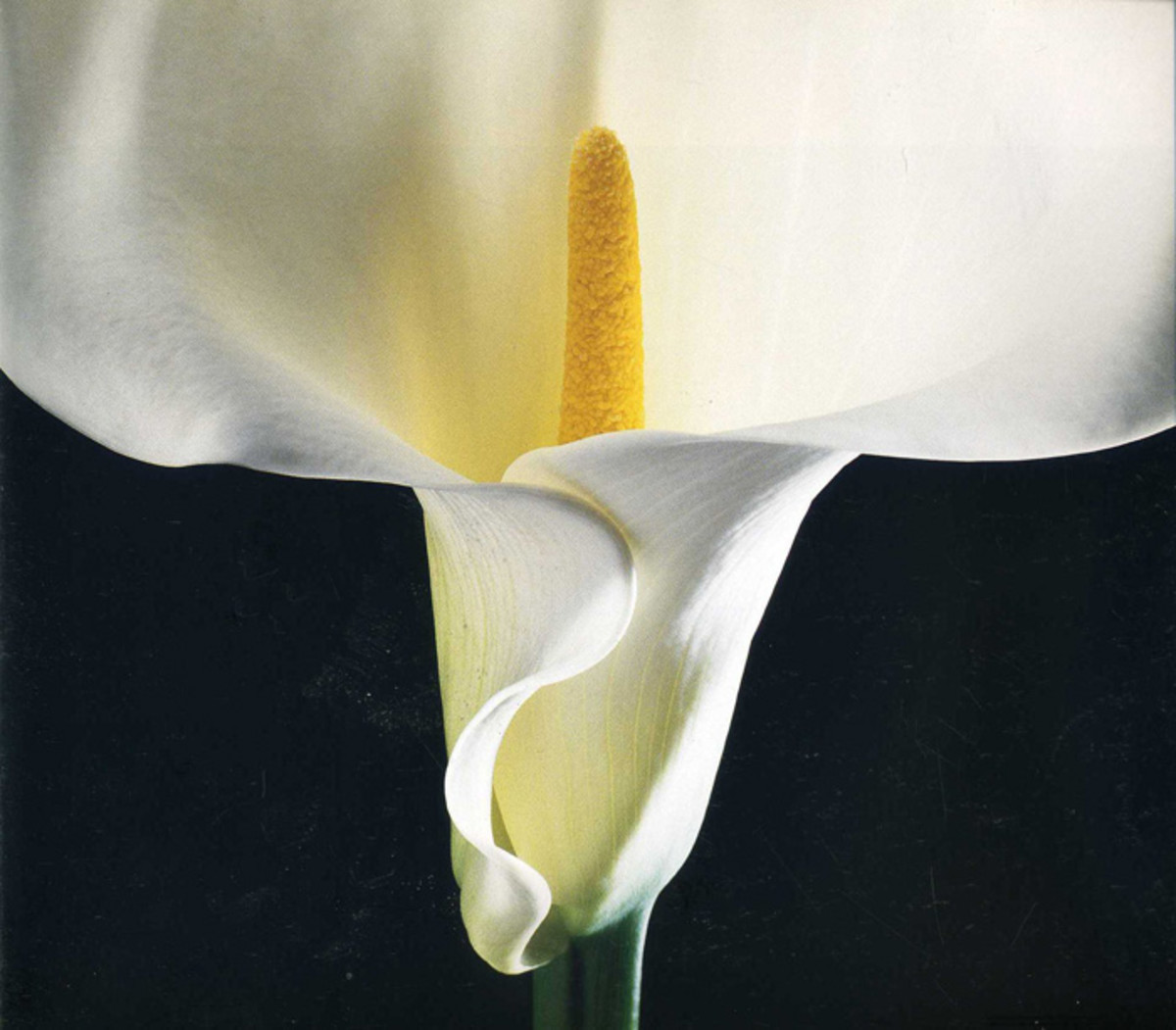 robert-mapplethorpe-influential-and-contraversial-20th-century-photographer-artist