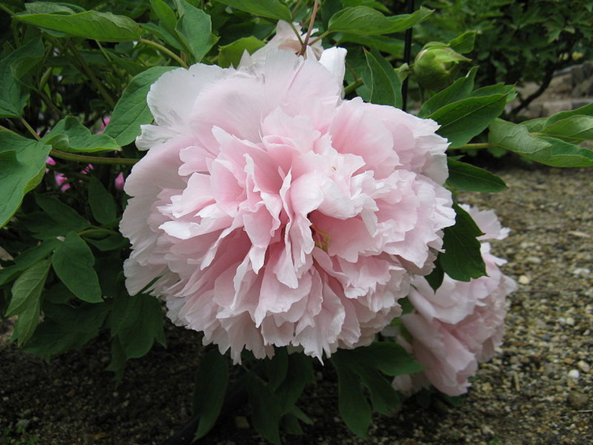 15 Sensational Peony Hybrids - Hubpages