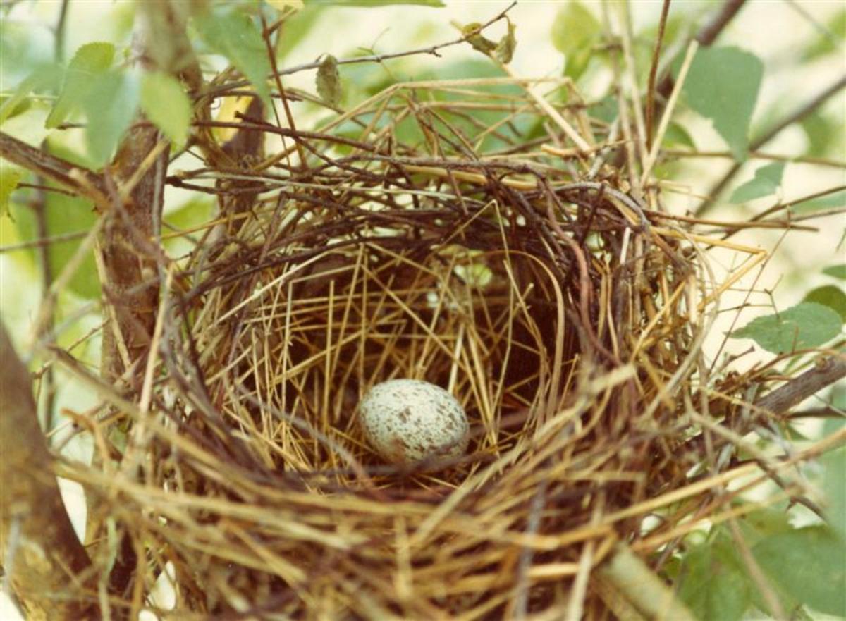 Mother Cardinal lays an egg each day.