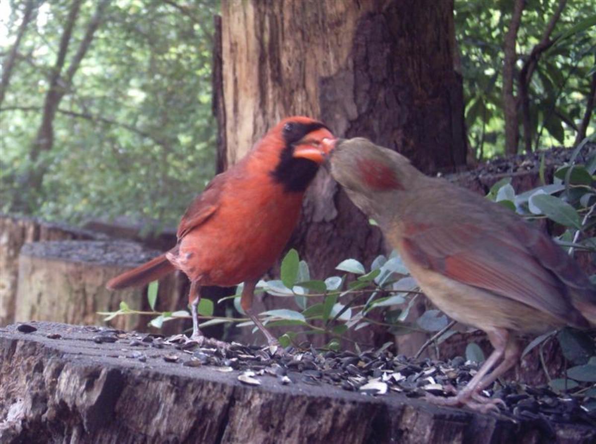 The male feeds the female as part of the courtship.