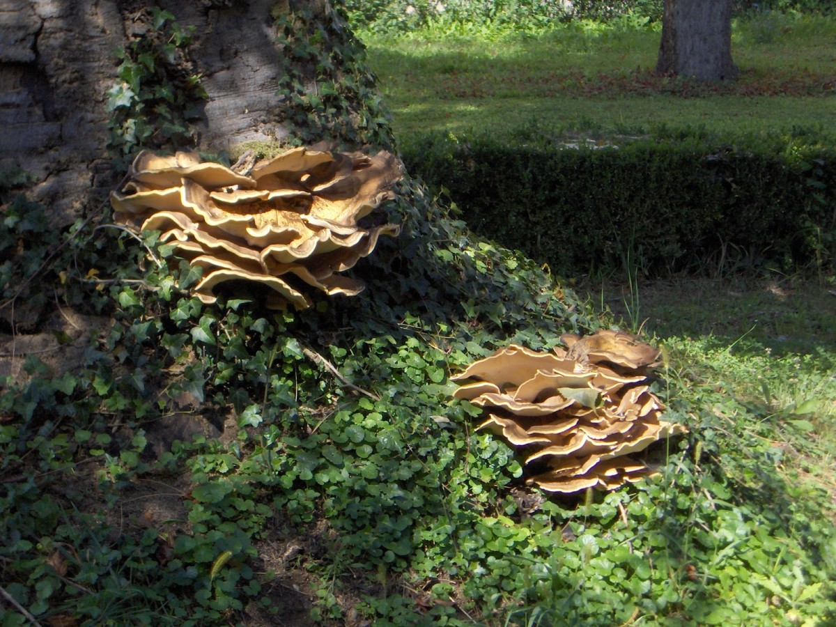 The Giant Polypore Fungus, Meripilus giganteus: The Never Ending Love for Old Trees