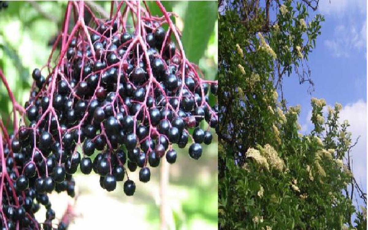 Elder berries can be used to help cure the common cold and flu, they also contain ingredients that can help activate a healthy immune system