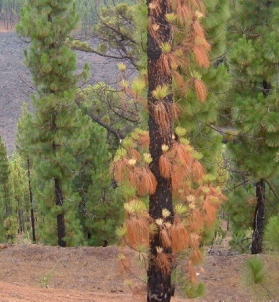 Dying pine tree showing brown dead needles