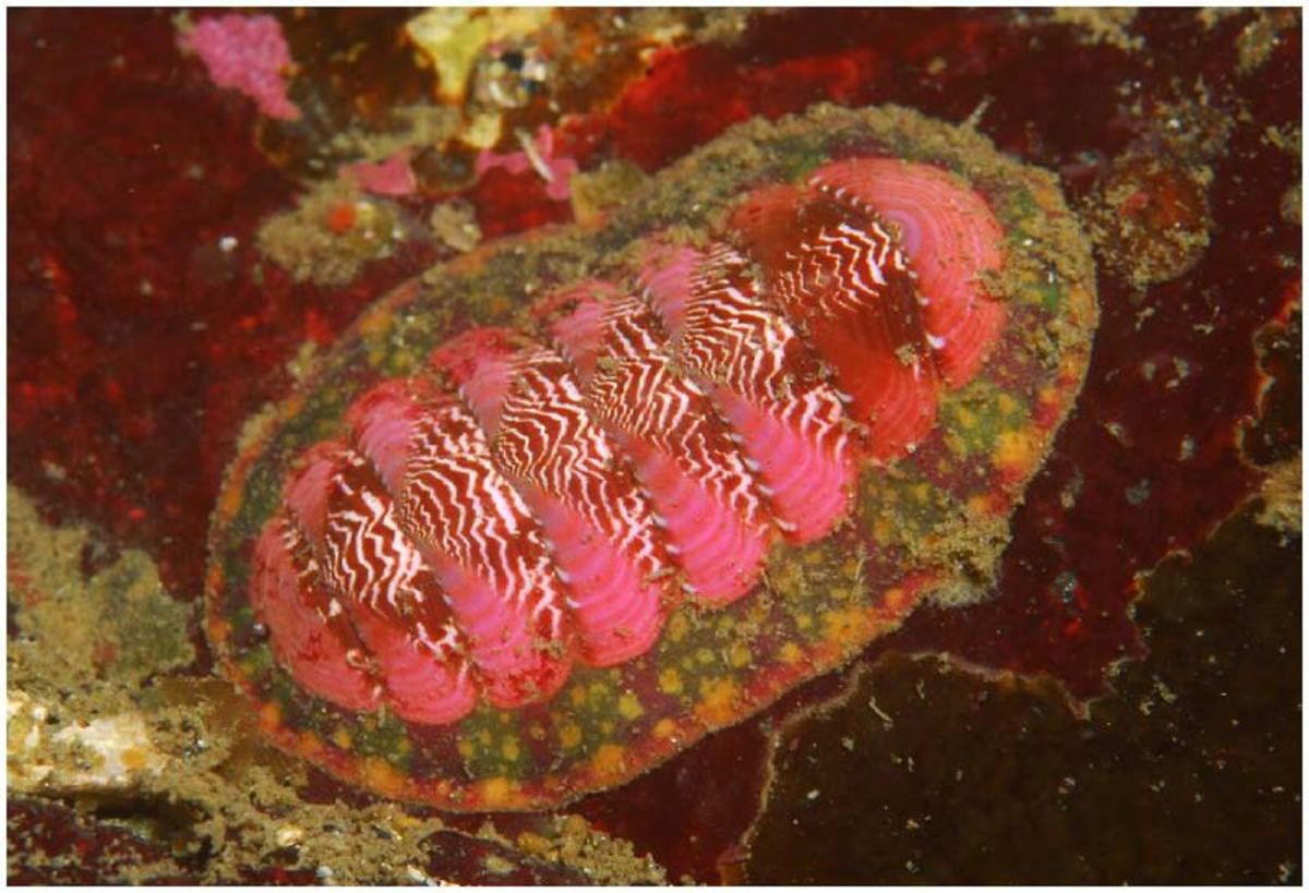 Interesting Facts About Chitons, Sea Cradles, or Coat-of-Mail Shells