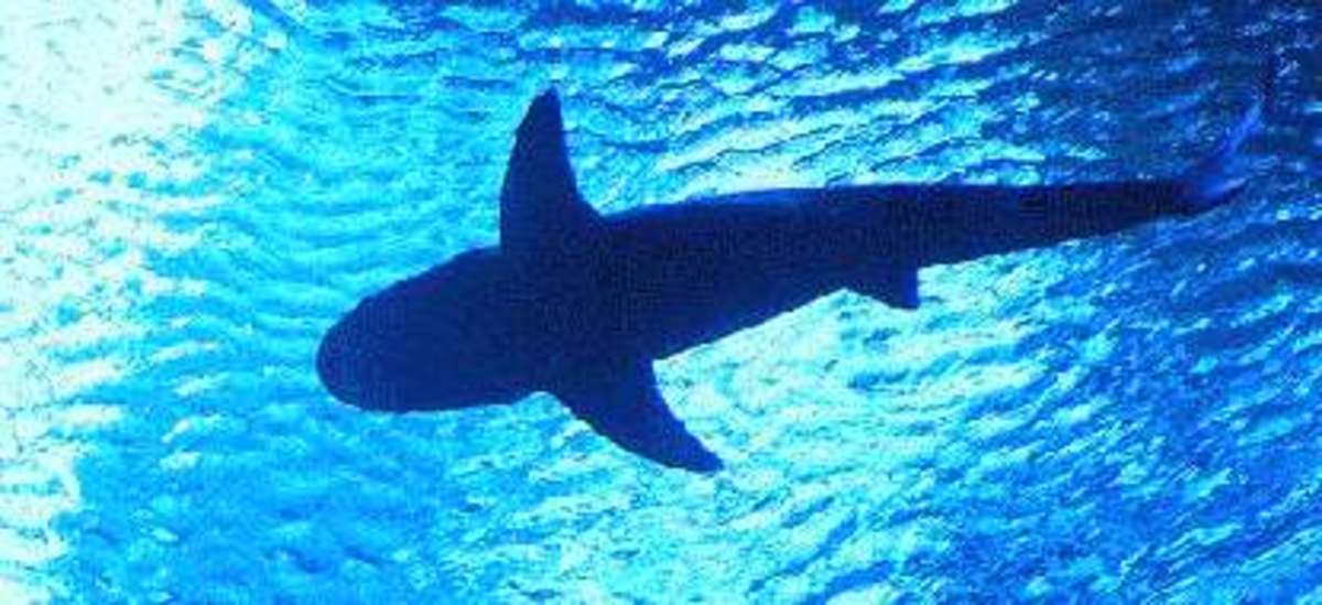 mediterranean-shark-attacks