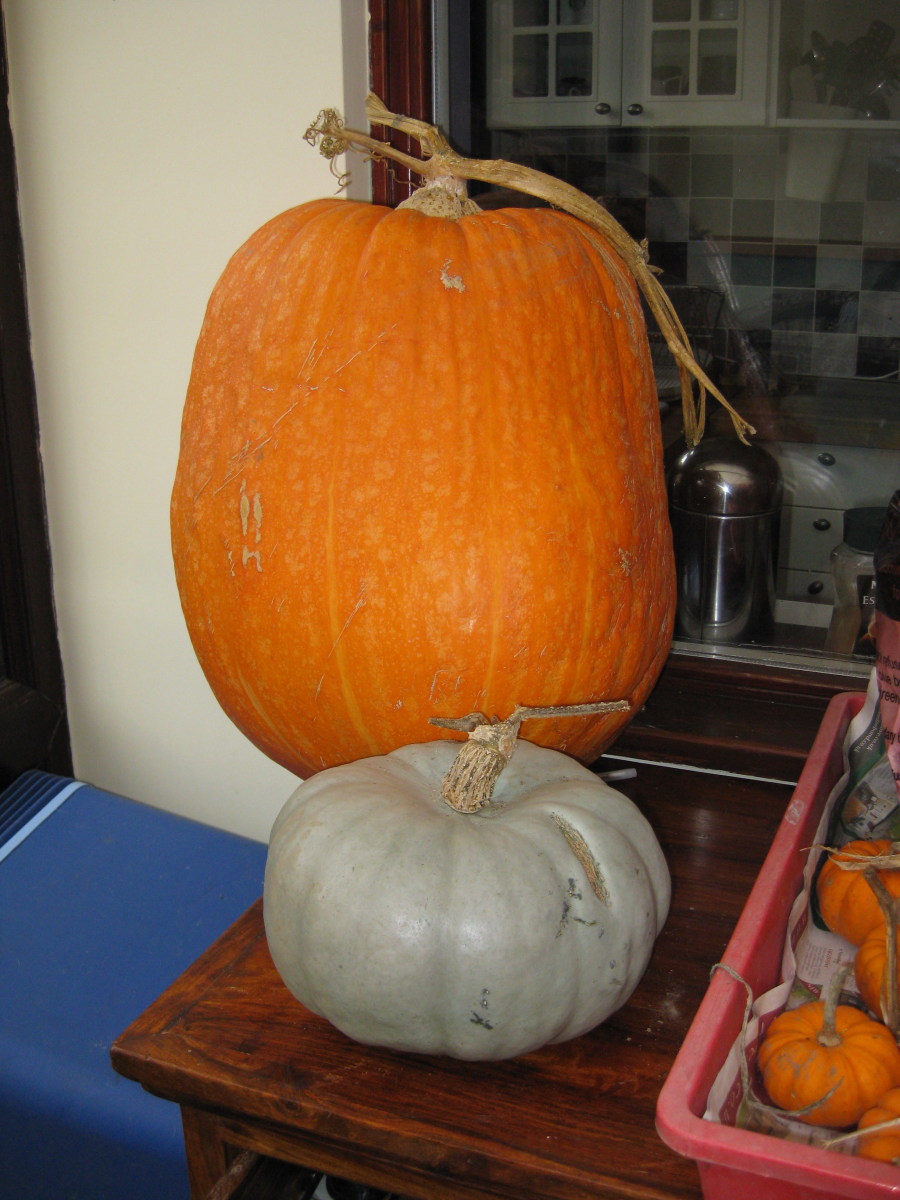 Pumpkins from our Allotment