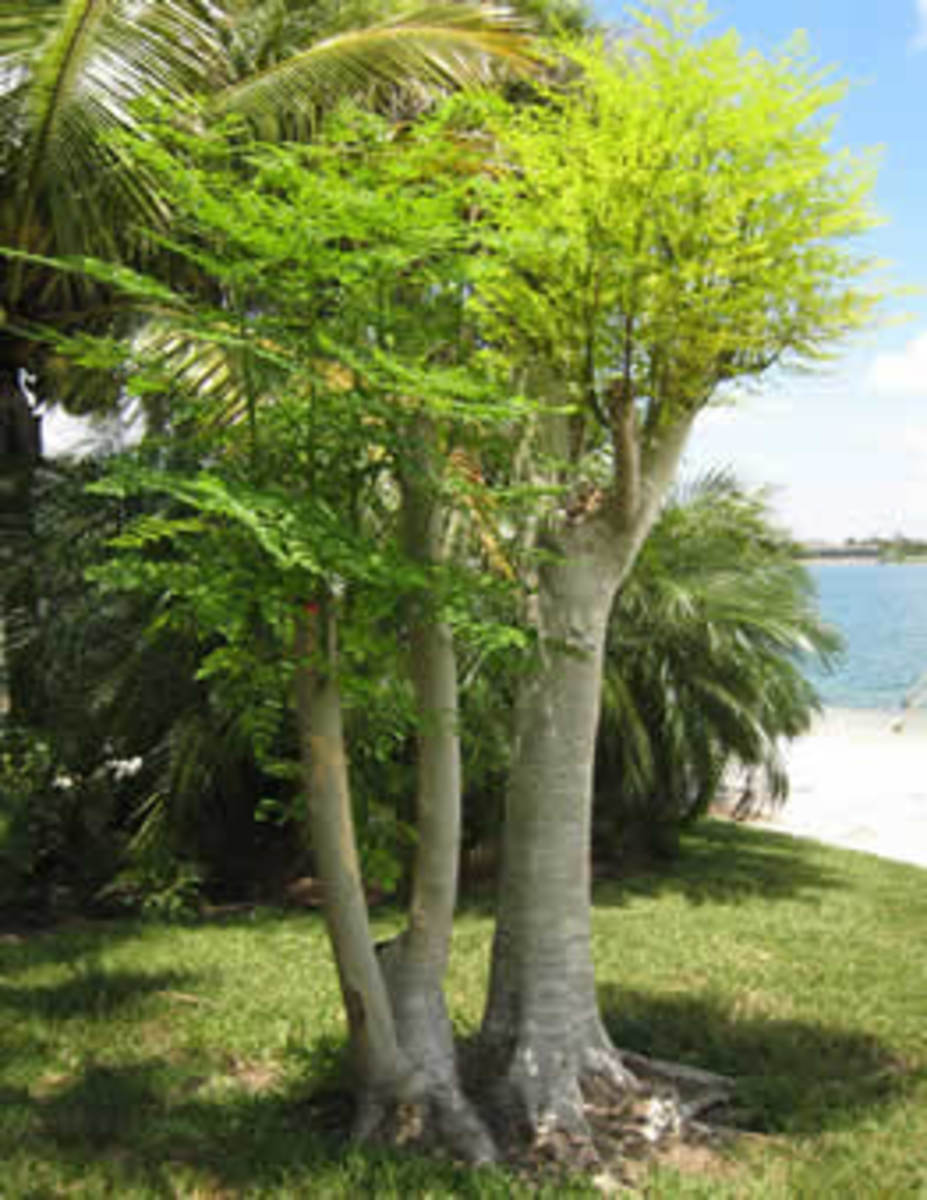 Moringa : The Miracle Tree