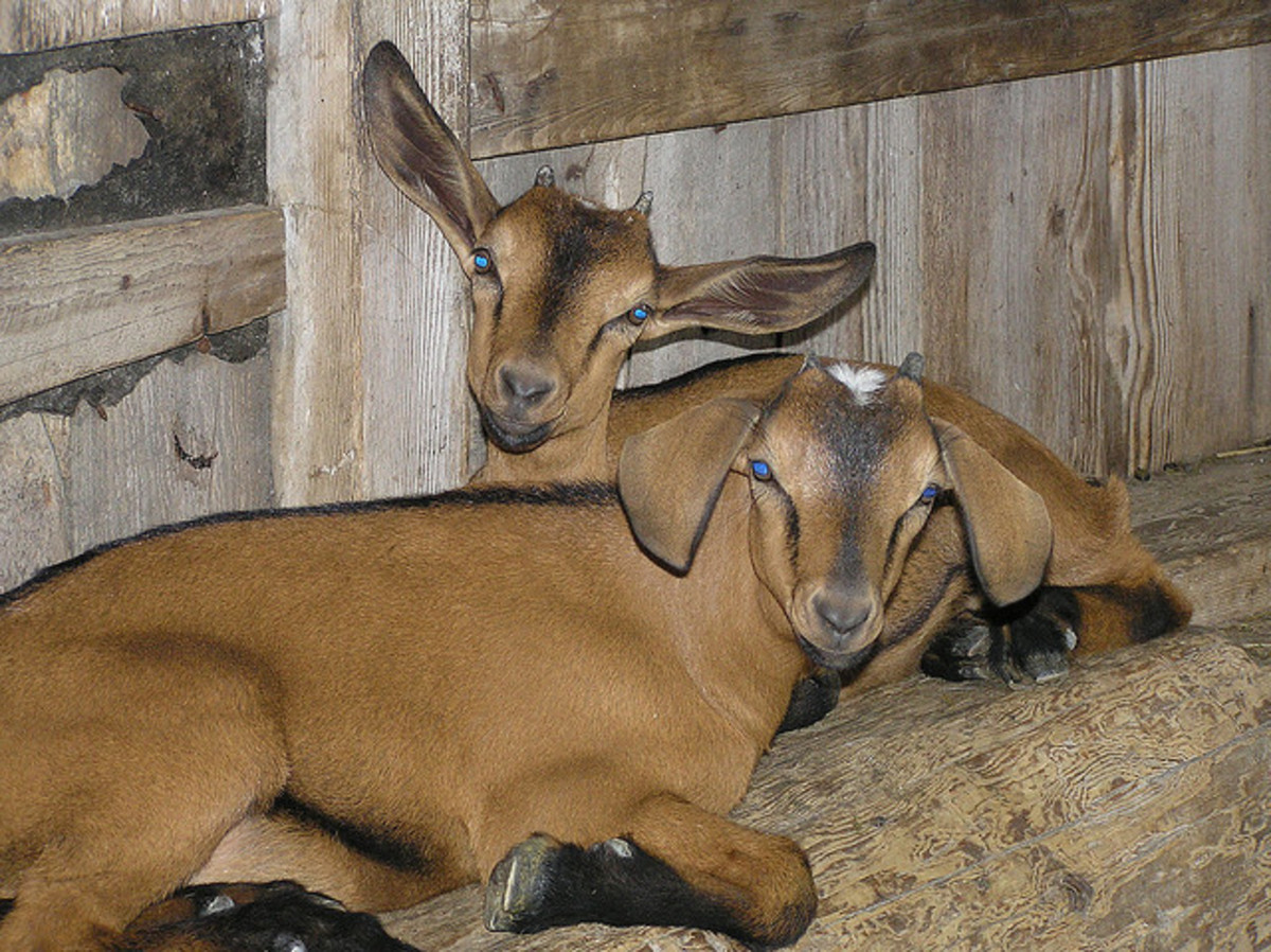 Oberhasli Goats