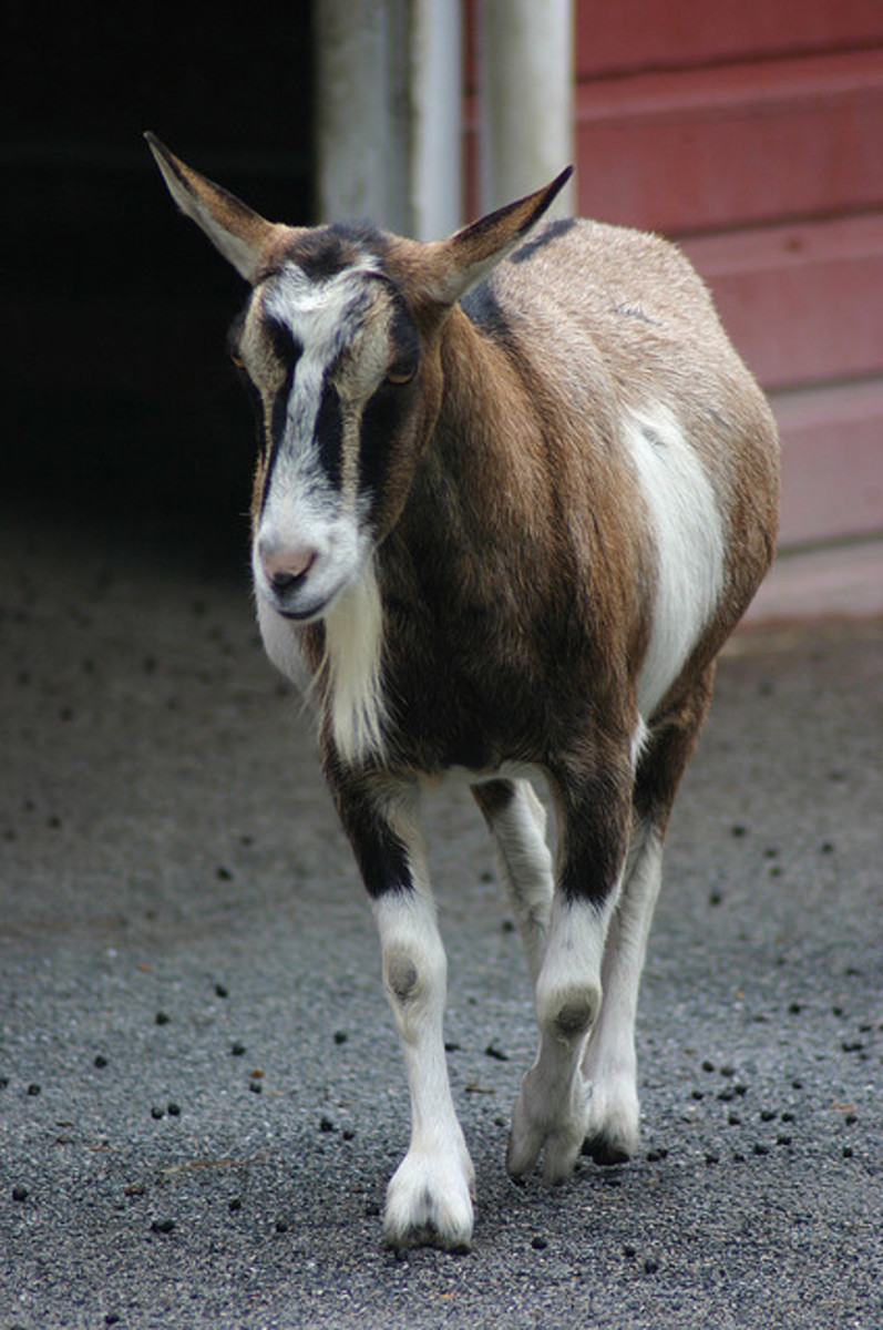 6-best-dairy-goat-breeds-for-the-homestead-pethelpful