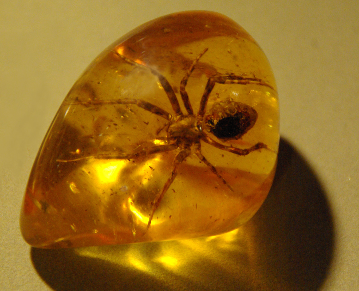 Spider in amber.