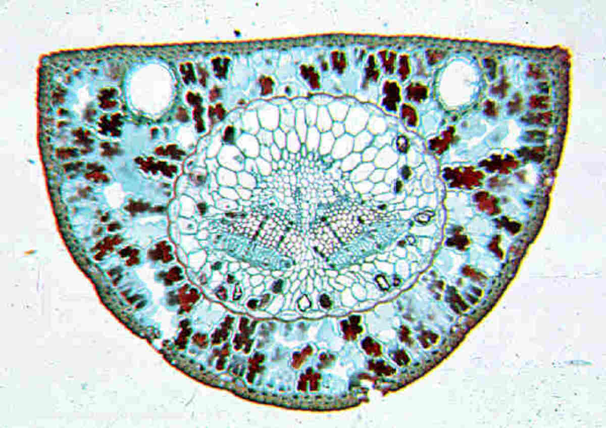 Pine neddle cross section showing two resin ducts on top (white holes on top corners) close to the epidermis.