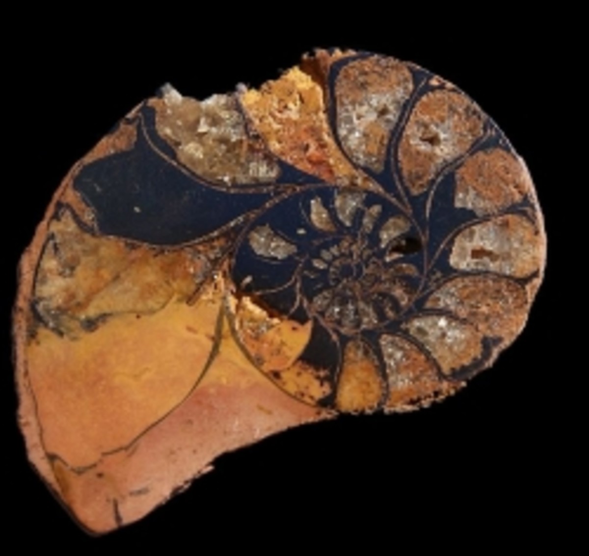 Petrified and crystallized ammonite 