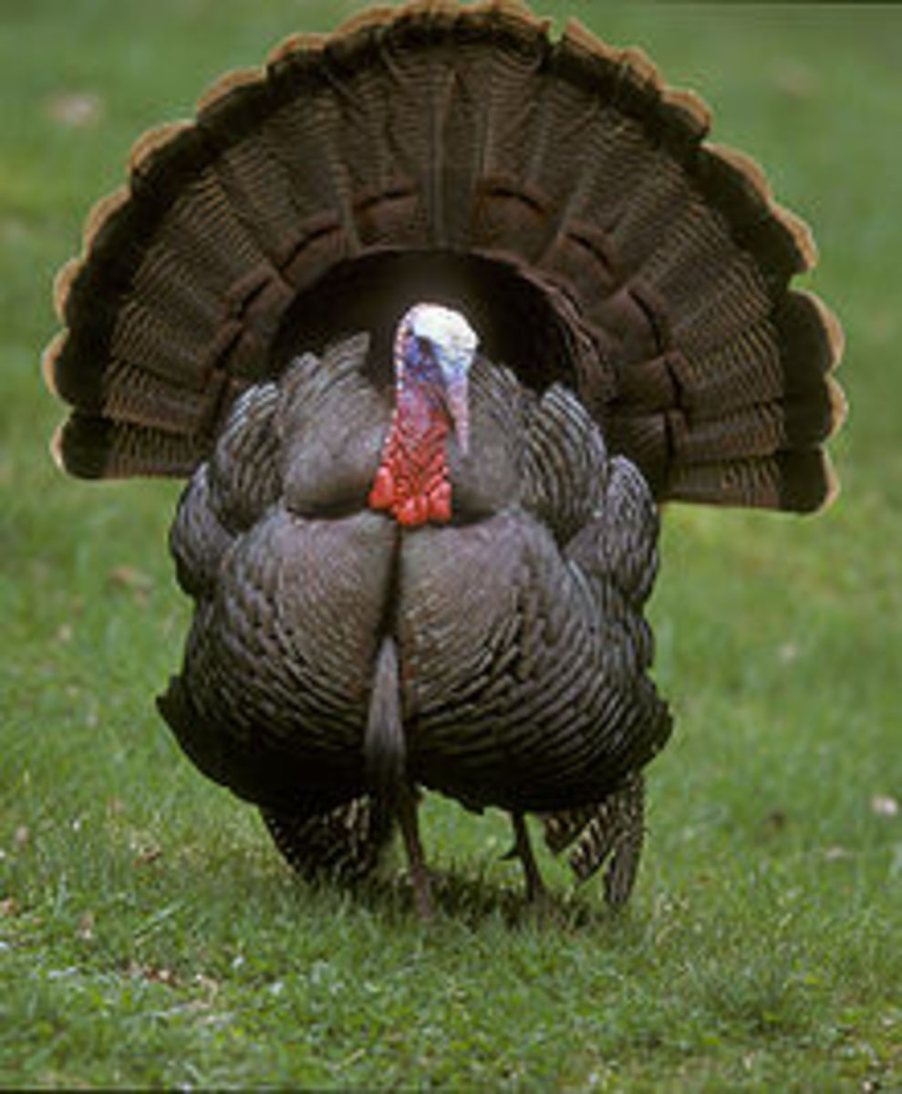 Male Turkey displaying for females.