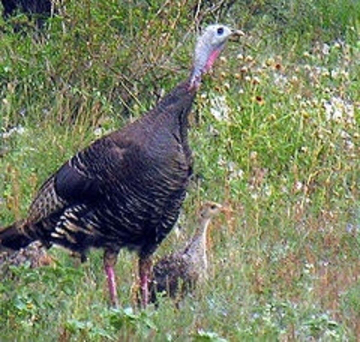 Female Turkey and youngster