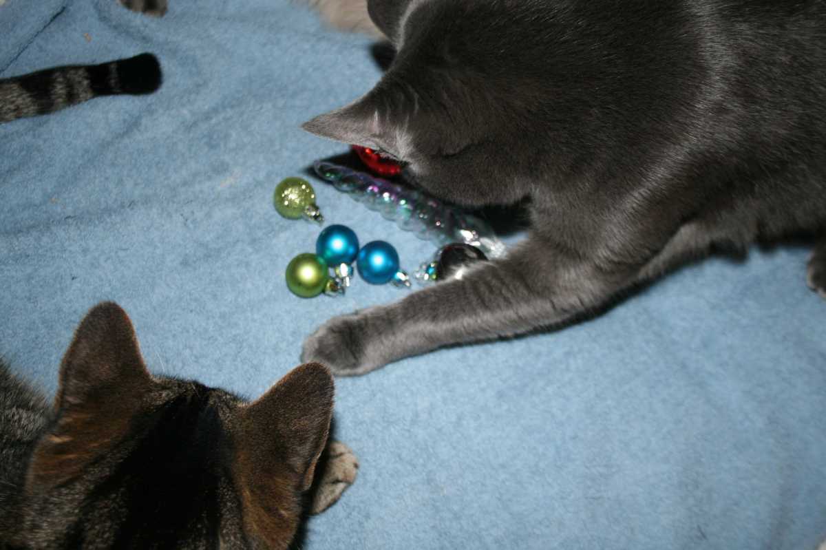 Don't let the cats have all the fun this year.