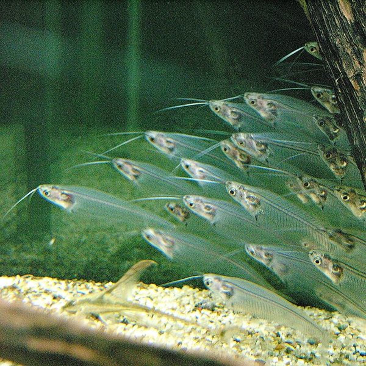 Glass Catfish (Kryptopterus species) in Himeji City Aquarium, Japan. Copyright OpenCage.