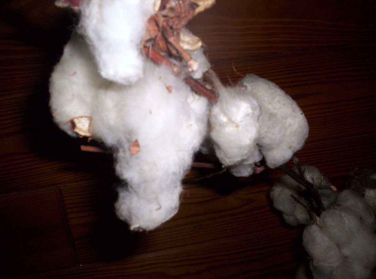 picking-cotton-in-the-deep-south-when-i-was-a-child