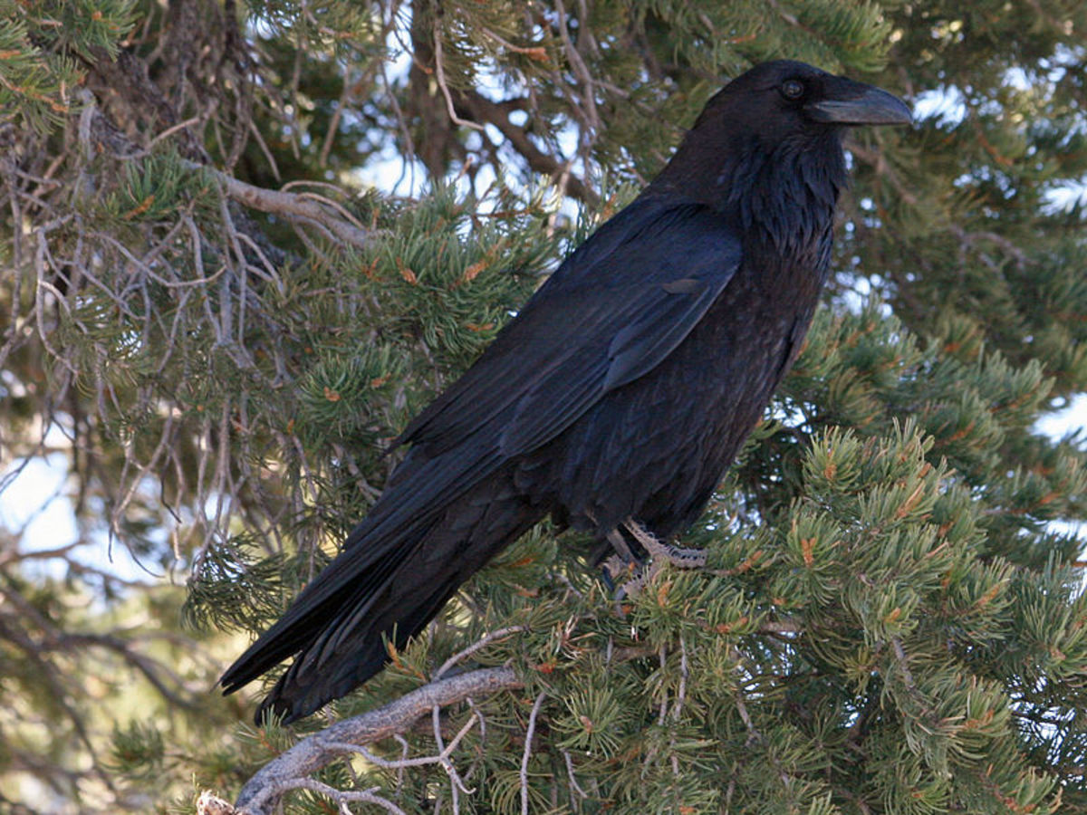 Native American Crow Meaning