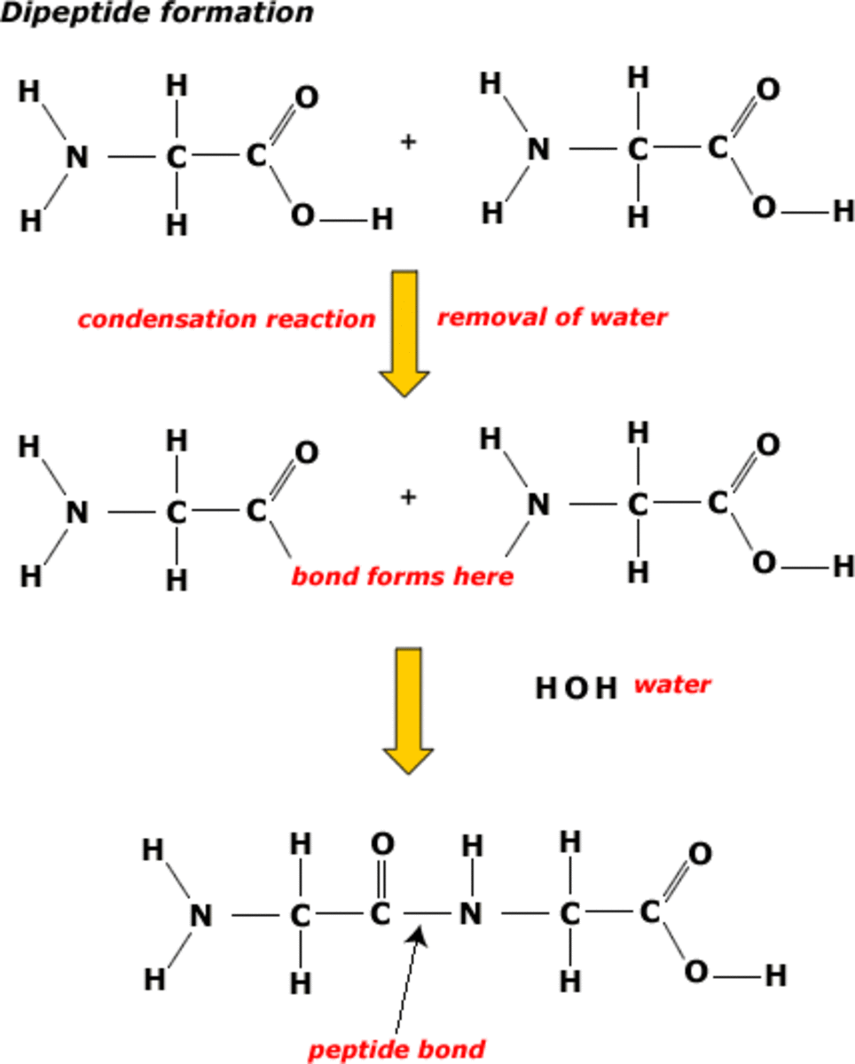 Condensation reaction between two amino acids. This forms a dipeptide. The dipeptide can be split back into 2 amino acids in a reaction called hydrolysis e.g. during digestion