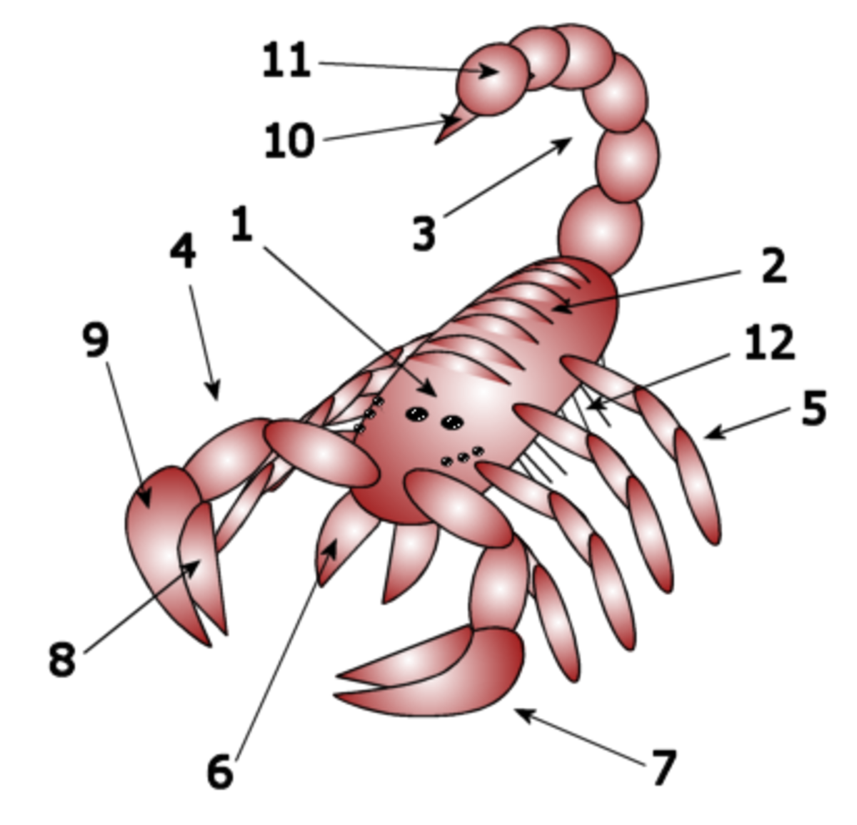 Labeled Diagram of a Scorpion. Image Credit: Wikimedia Commons