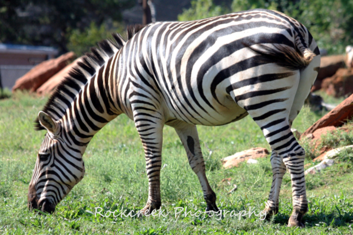 Zebra Close-Up