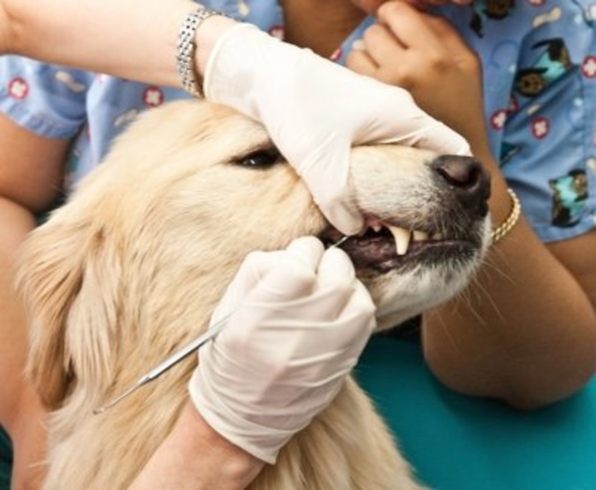 Get your vet to check for underlying health problems.