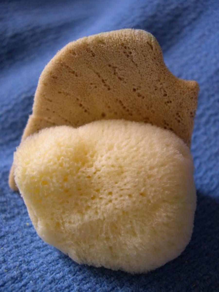 Sponges have many pores in them. The pores are called ostia.