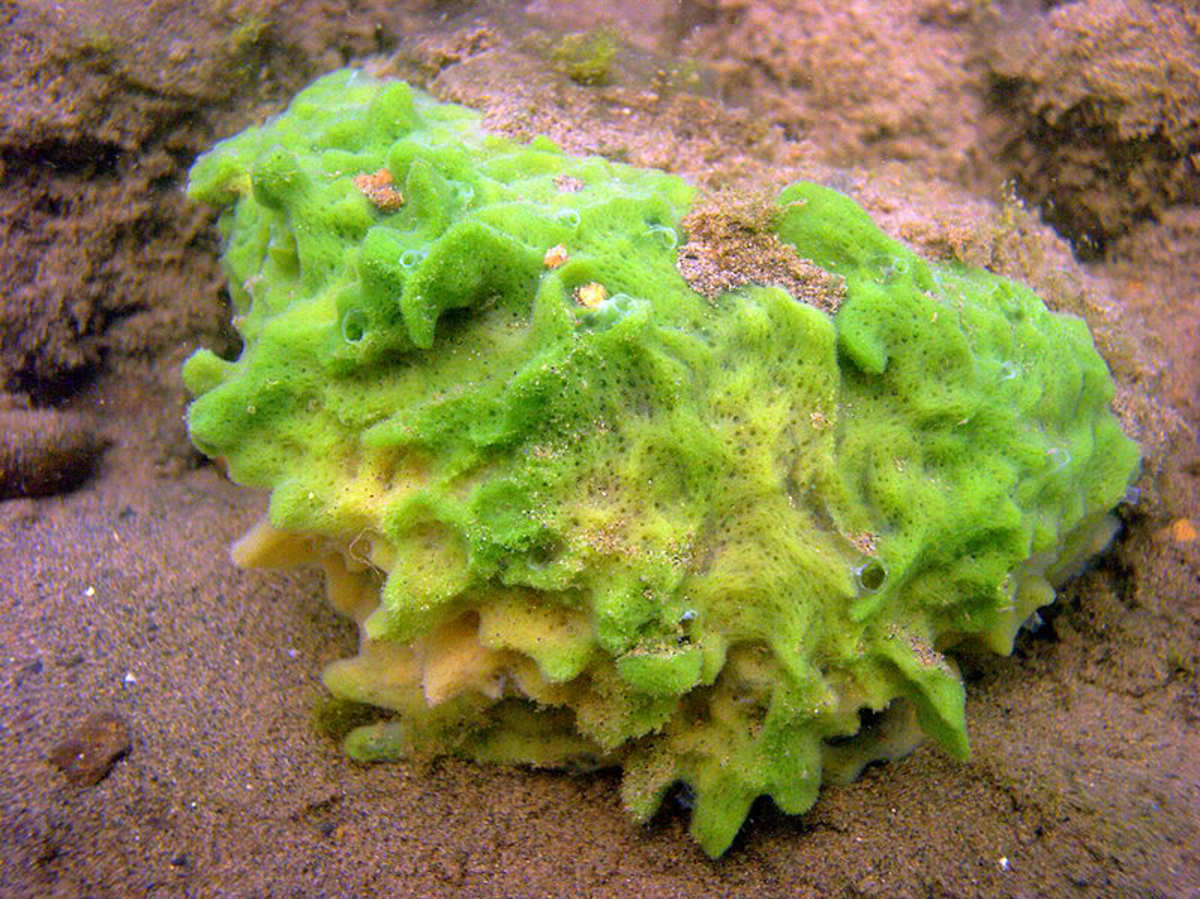 A freshwater sponge called Spongilla lacustri.