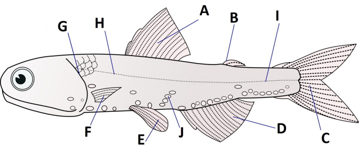 Hector's lanternfish (A Type of Bony Fish)